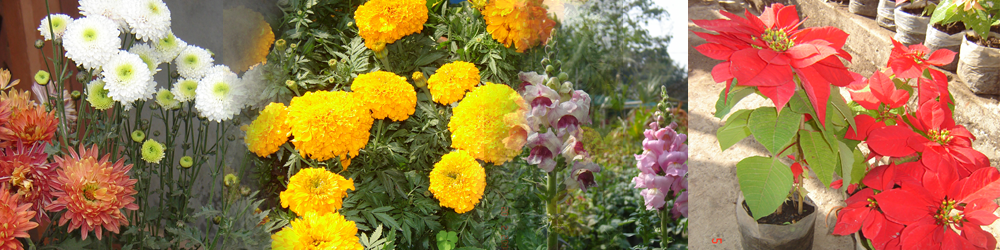 Patchouli Oil, Java Citronella oil, Lemon grass oil, Kapur kachri oil, Sugandh Mantri oil Essential Oils Assam India