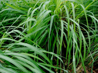 Java Citronella oil Assam