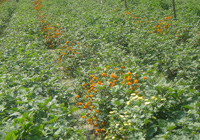 Patchouli Oil Assam