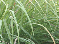 Lemon grass oil Assam
