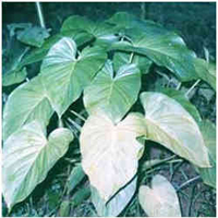 Sugandh Mantri oil Assam